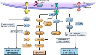 Frontiers | Roles Of Endoplasmic Reticulum Stress In The ...